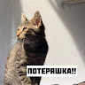 elonafreedom8